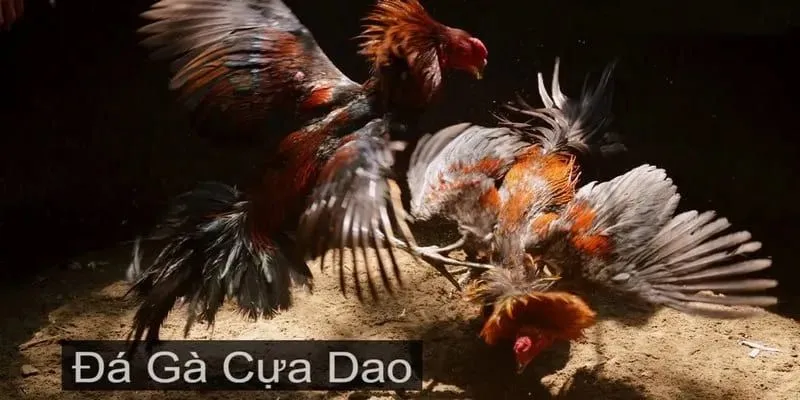 Lợi ích khi tham gia đá gà cựa dao tại 789win