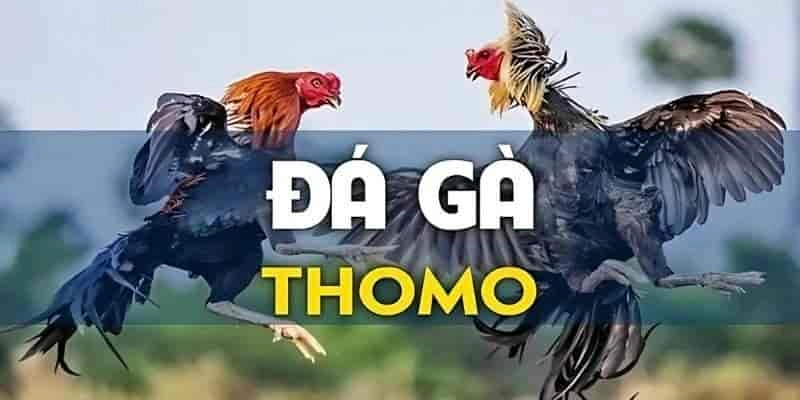 Trải nghiệm trường gà Thomo qua nền tảng 789WIN